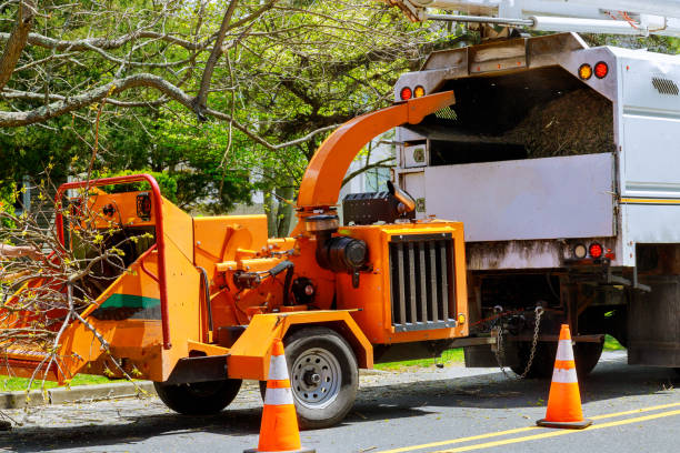 How Our Tree Care Process Works  in Commerce, GA